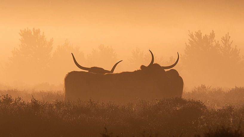 Highlander in den Mooren von Rens Marskamp