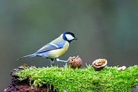 Große Meise beim Frühstück