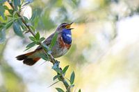 Singender Blaukehlchen