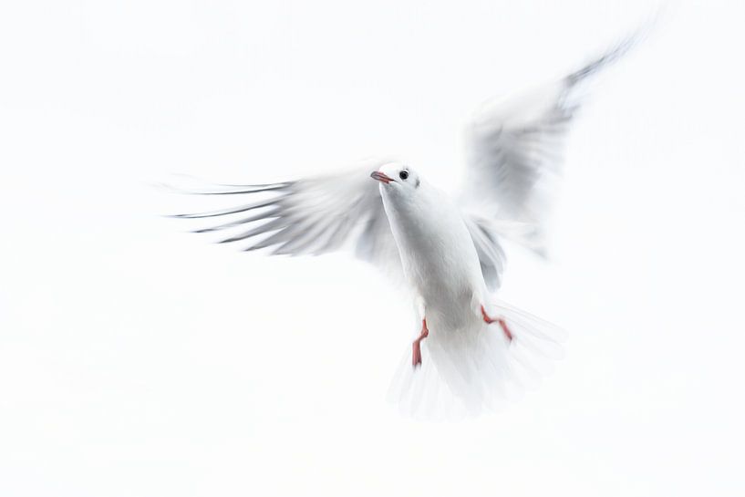 Oiseau libre par Elisabeth Bastiaanse