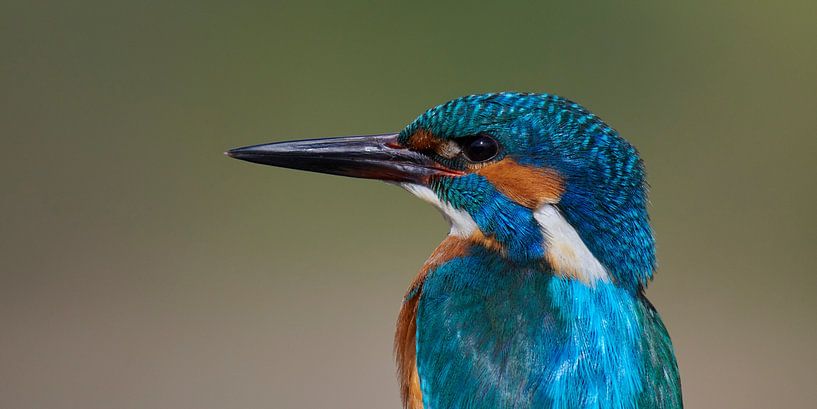 Eisvogel - Porträt im Panorama von Eisvogel.land - Corné van Oosterhout