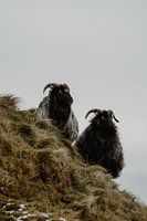 Deux moutons | Moutons de bruyère | Heligoland | Allemagne | Photographie de nature