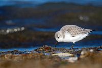 Sanderling vor drohendem Meer