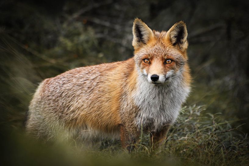 Le renard dans les dunes d'approvisionnement en eau d'Amsterdam par Isabel van Veen
