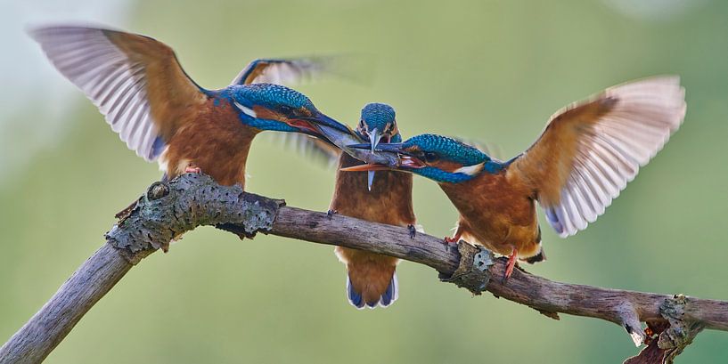 Kingfisher - Little stickleback! Young kingfisher steals fish from mother. by Kingfisher.photo - Corné van Oosterhout