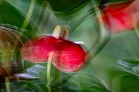 Flamingo flower Anthurium