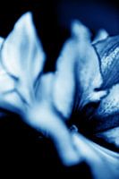 Amaryllis 14 - rêve