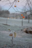 winter in the Netherlands