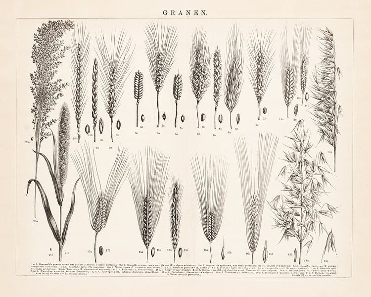 Antique image with cereals by Studio Wunderkammer