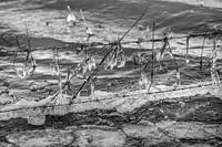 Eis auf Stacheldraht