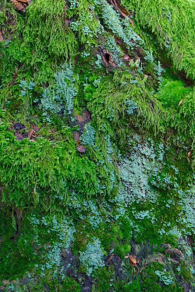 Baum mit Moosen und Flechten von eric van der eijk