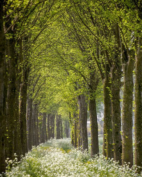 Courbe du persil à vache par Lars van de Goor