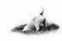 Jack Russel, schwarz und weiß