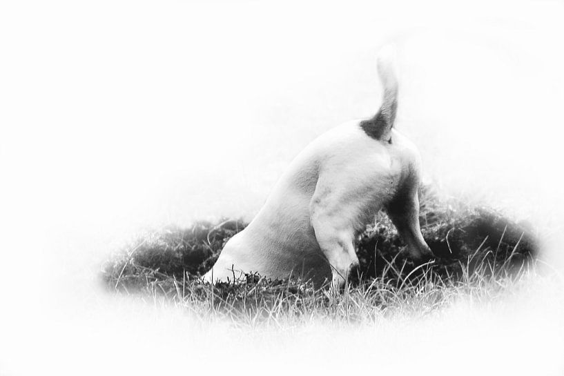 Jack Russel, schwarz und weiß von Aafke's Art