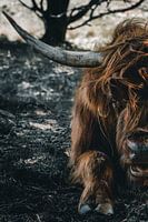 Porträt Schottischer Highlander