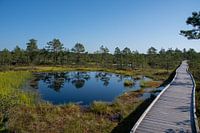 Wandelpad in veengebied Estland