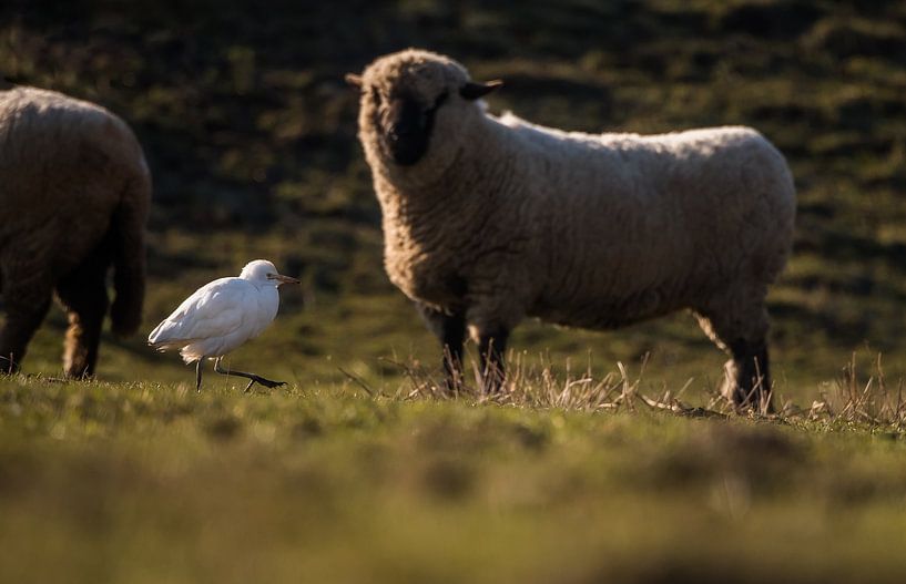 Aigrette garzette avec des moutons par Danny Slijfer Natuurfotografie