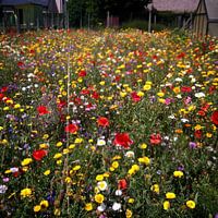 Wilde bloemen in een verlaten tuin. Zomer 2017.