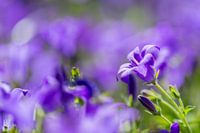 Detail einer blühenden Glockenblume