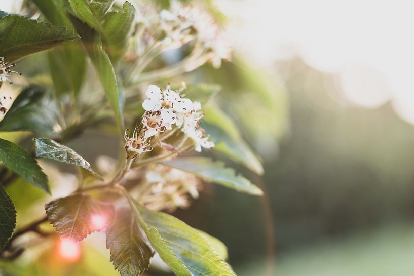 Blume in Blüte von Yvette Smink