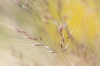 Nahaufnahme von Stipa-Gras mit Samen