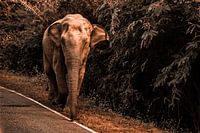 Elefant