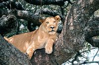 Löwin im Baum überblickt die Ebene – Serengeti, Tansania