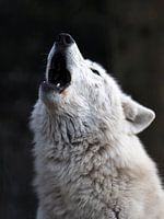 Howling white wolf