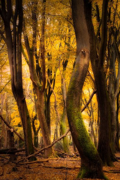 Dancing trees in autumn by Jaimy Leemburg Fotografie