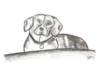 Signiert Beagle Weiblich