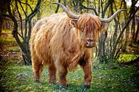Scottish Highlander