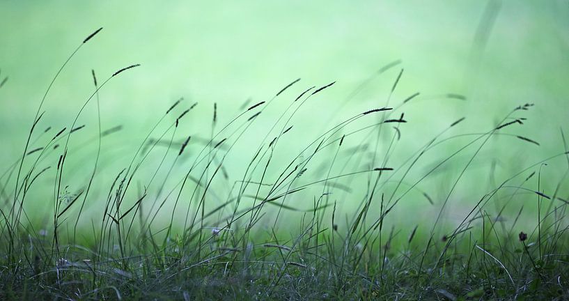 grass green by fantasina