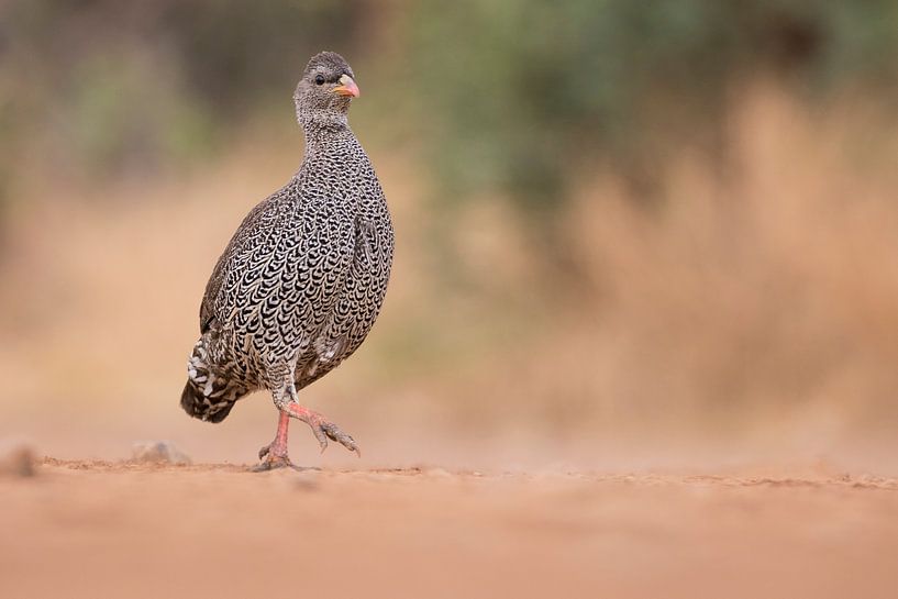 Natalfrankolijn by Kars Klein Wolterink