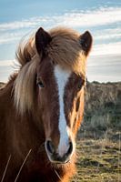 L'Islandais sur Vlieland