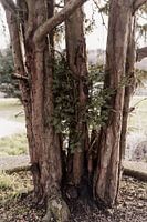 Tree in Amsterdam, North Holland, Netherlands, Aaya Mohamed, Aaya Photographs