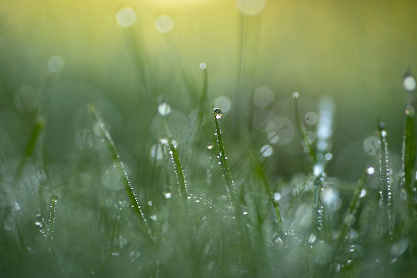 Brillance matinale (gouttes de rosée dans l'herbe) par Birgitte Bergman