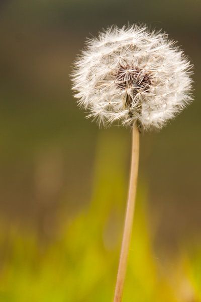 paardenbloen by Jehee Fotografie