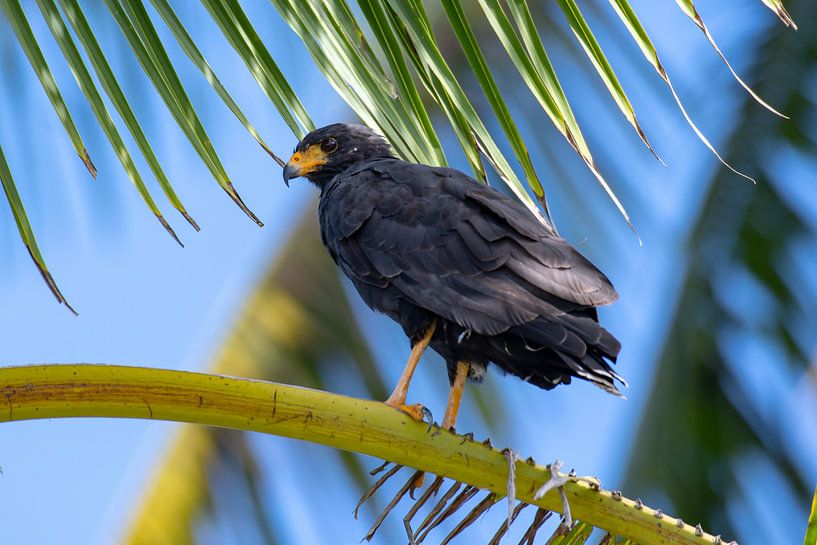 Faucon noir par Merijn Loch