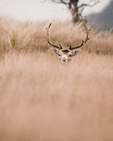 Is the coast safe yet with all those photographers?