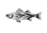 Poster Bar - dessin au trait - noir et blanc - poisson - illustration