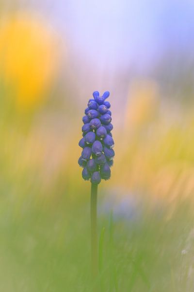 Jacinthe de raisin par Horst Husheer