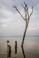 Ertrunkener Baum im See