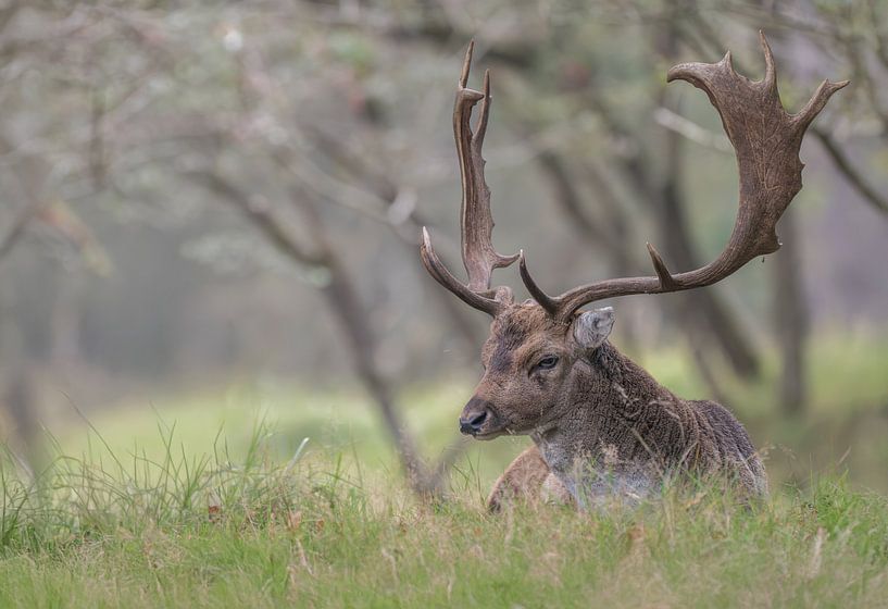 Daim dans l'AWD par Lies Bakker