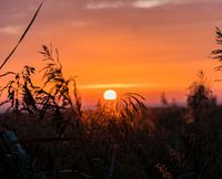 Lever de soleil depuis les roseaux