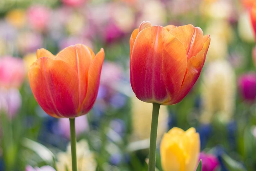 Tulpen von Monique de Koning
