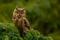 Yeux et becs fermés