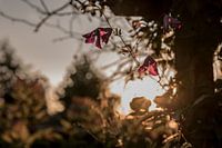 Abendsonne, Sommerliebe