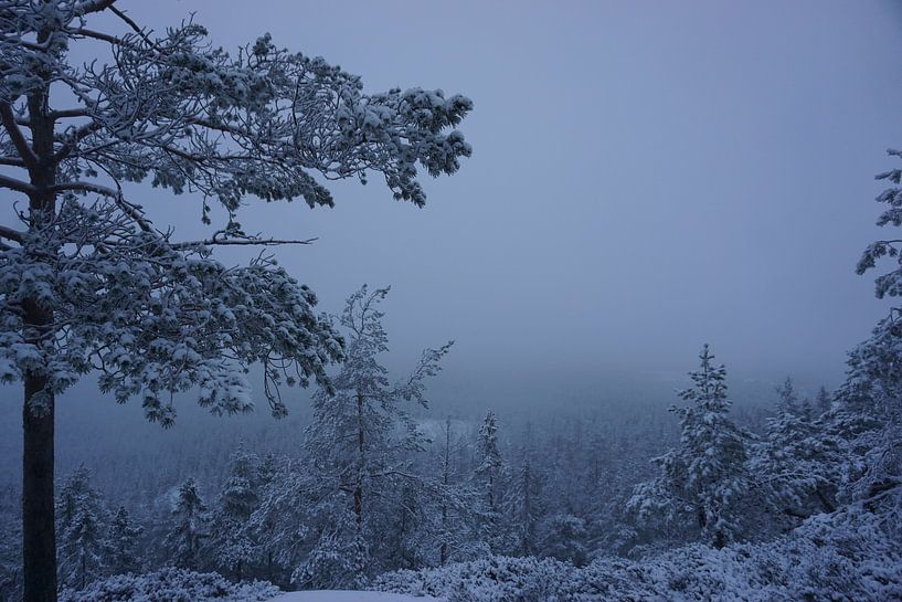 KINDLA van Sjaak Van de Mheen