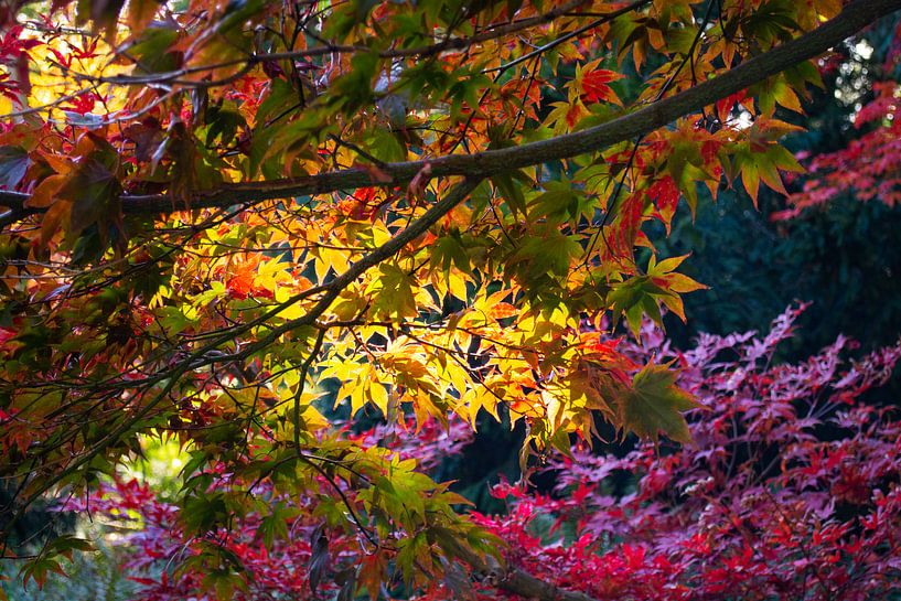 Herbst-Licht von FotoGraaGHanneke