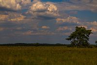 Groot open landschap op de Veluwe